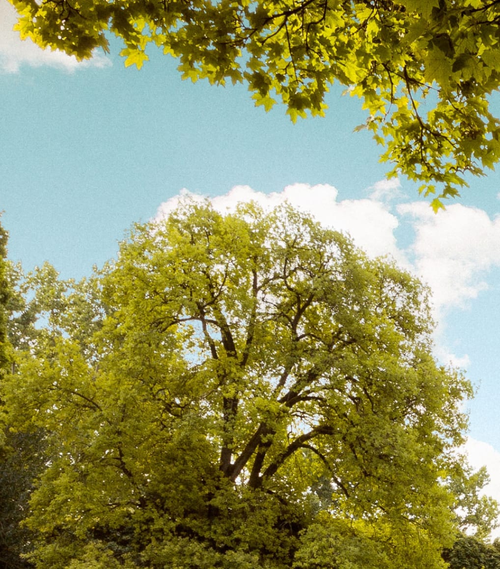 contact trees